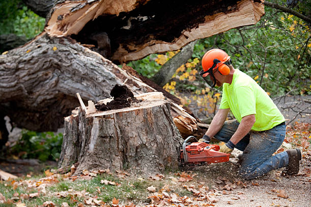 Best Commercial Tree Services  in Grover, WY